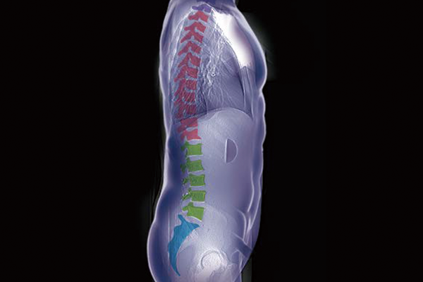 A lateral view diagram of the human body illustrating the recognition of the T-Spine, L-Spine, Sacral vertebrae using Fujifilm's automatic organ segmentation technology, which was developed by utilizing deep learning.