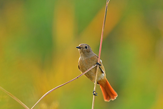 Picture of a bird on a branch