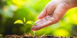[photo] Open hand touching a sprouted plant